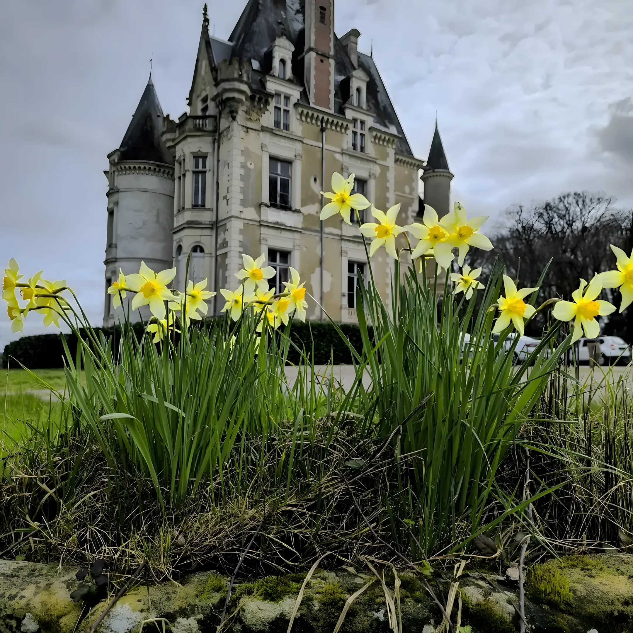 Château de Beauchamp — jonquilles printemps