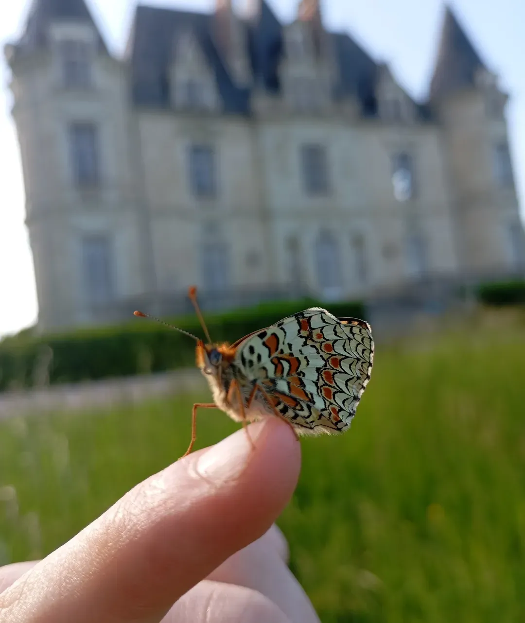 Château de Beauchamp — papillon printemps