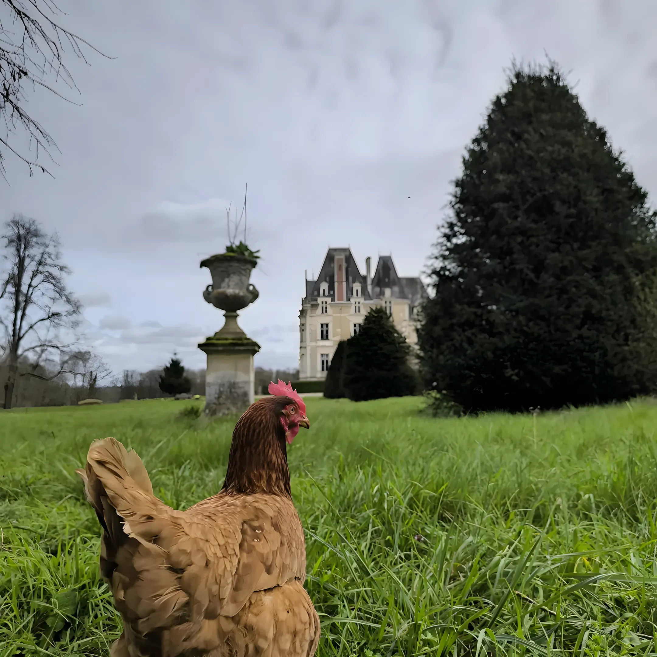 Château de Beauchamp — poule parc