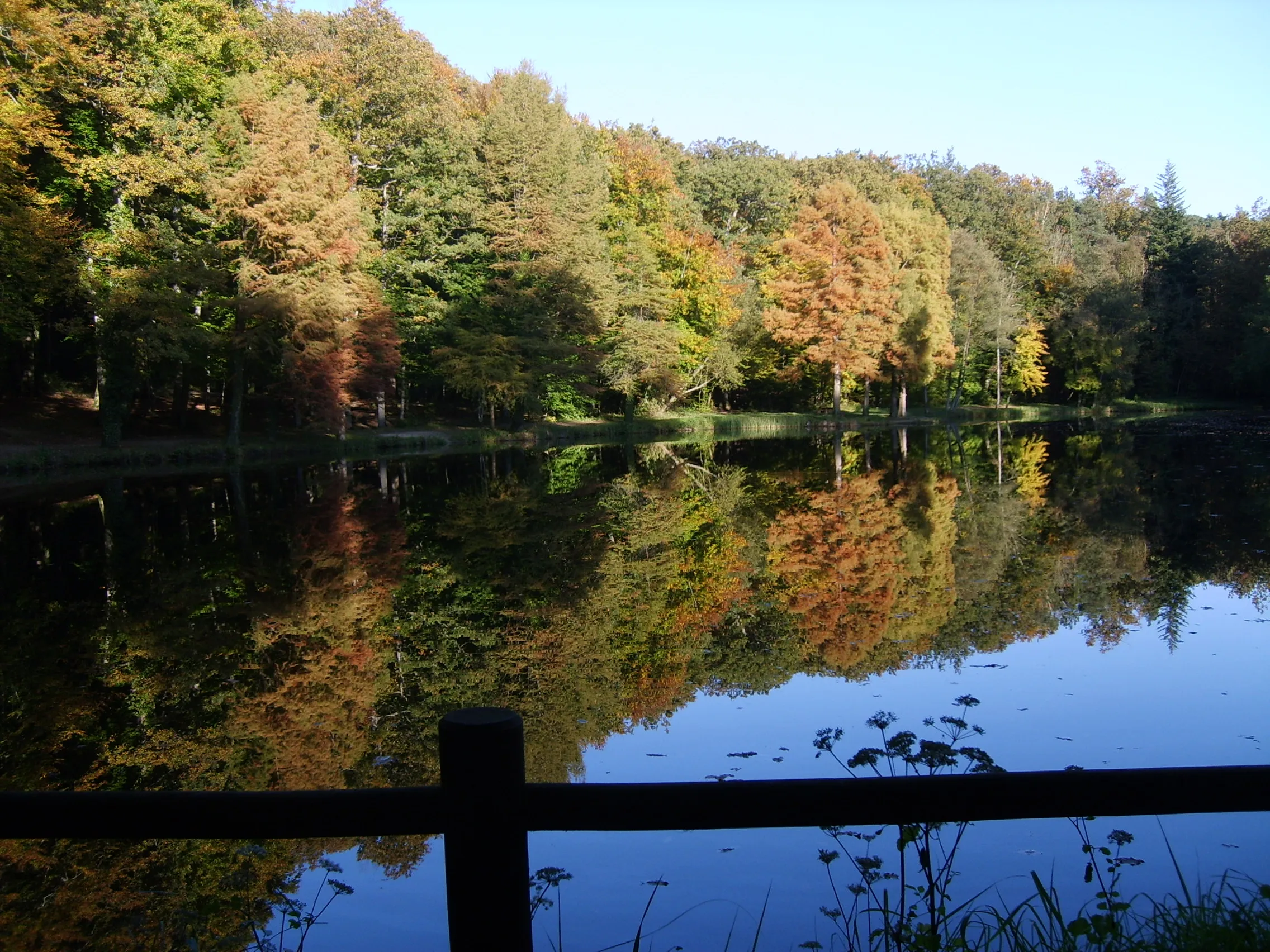 Forêt de Bellême, au cœur du Perche